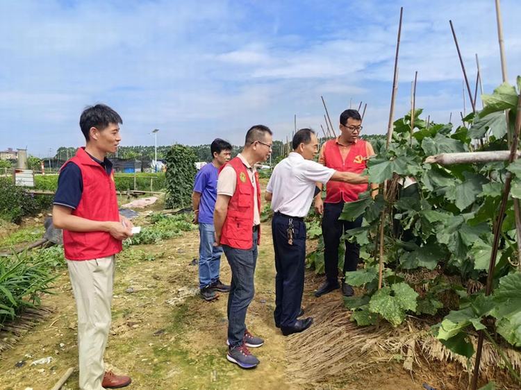 强降雨不停歇，“轻骑兵”助力蔬菜种植防灾减灾