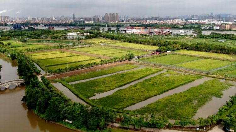 稻虾共生开启“一水双收”模式，农户喜迎丰收年