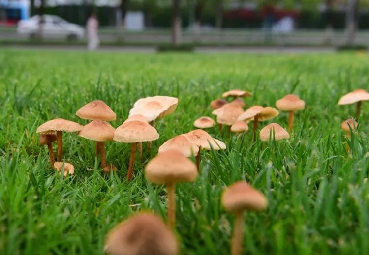 鲜美野味莫轻尝！小区公园常见“陷阱”别踩