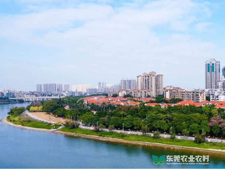 石龙推进绿美生态建设，为“百千万工程”注入强劲动力