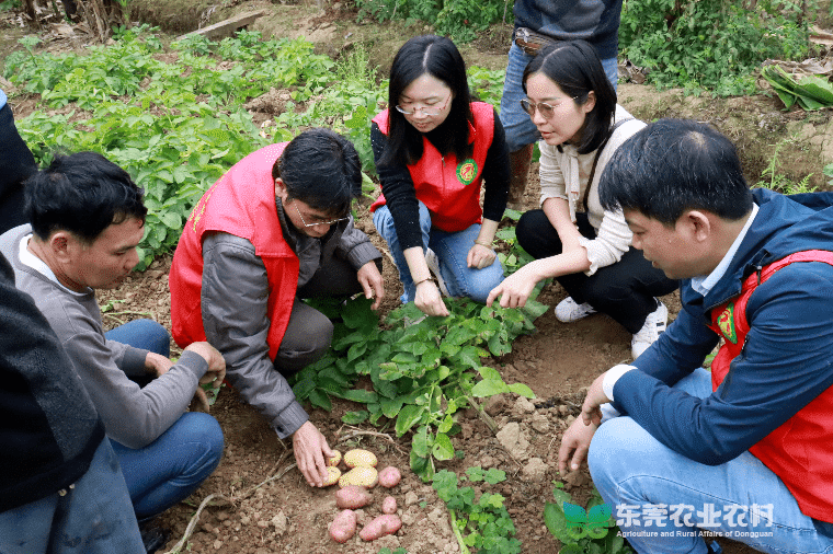 马铃薯疮痂病来袭，“轻骑兵”精准问诊施良方