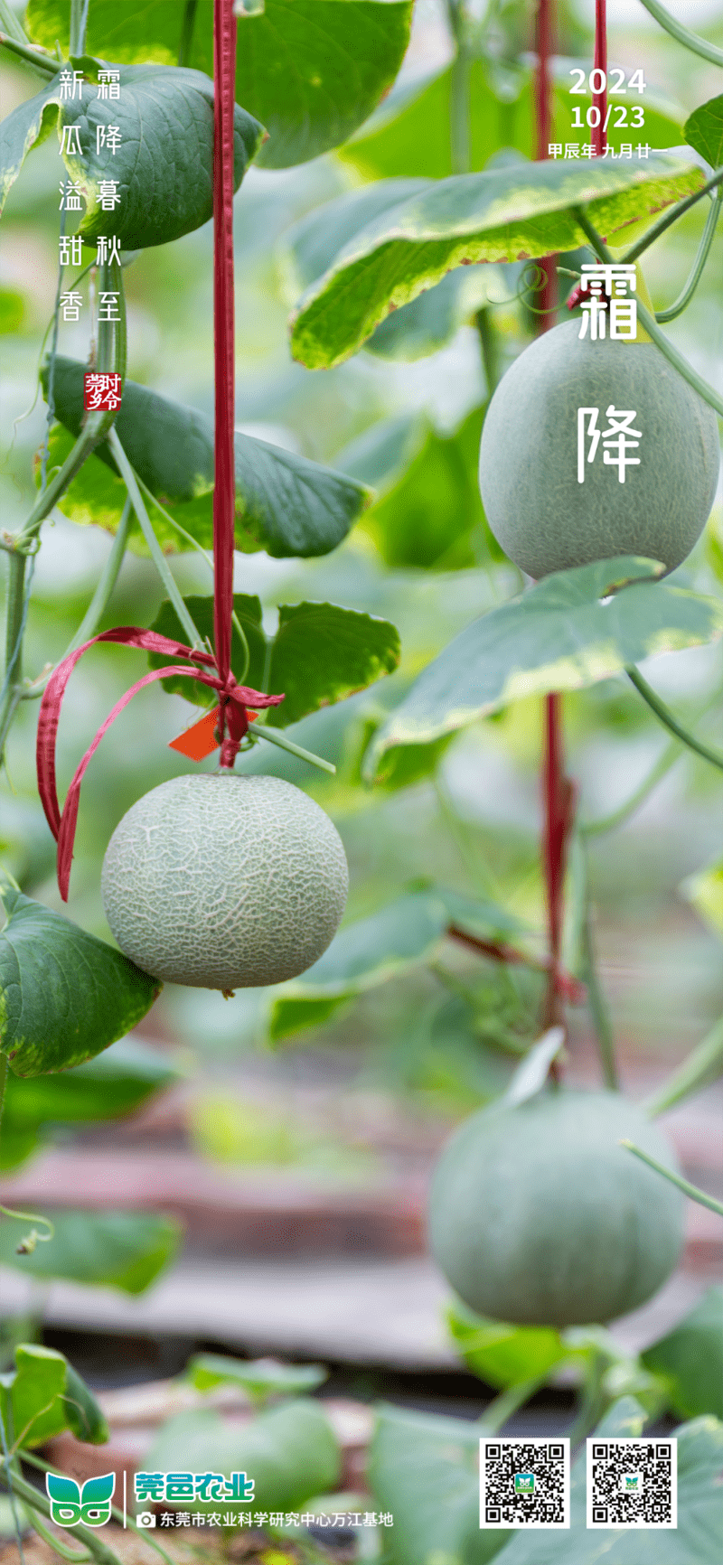 霜降临暮秋，新瓜透甜香