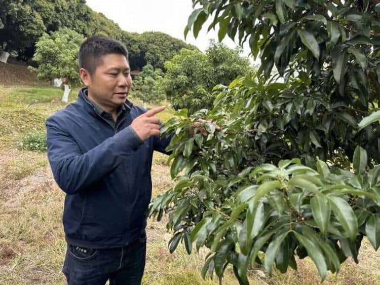 荔枝出花率超 90%，“观音绿”有望迎丰收大年
