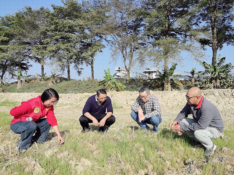 国家体系专家赴莞指导冬种绿肥工作