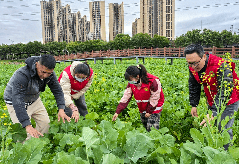竭“碣”之力，助油菜花绽放