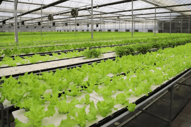 桥头蔬菜基地日供9000棵菜，12小时直达香港市民餐桌