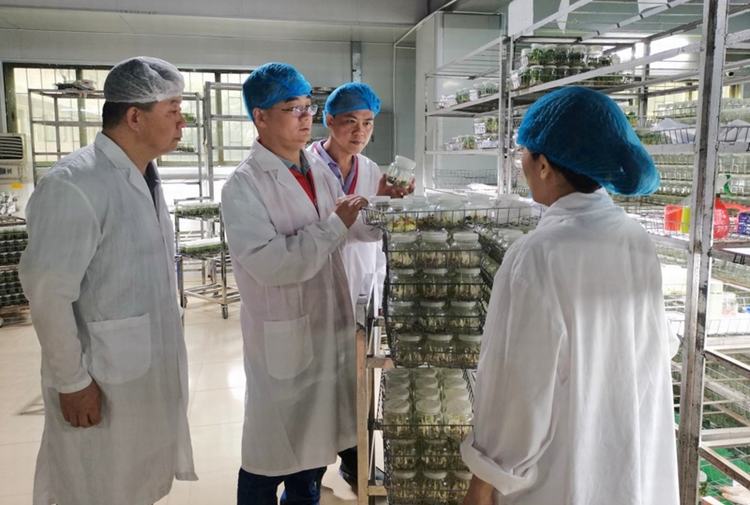 农企组培苗生产遇污染难题，农科中心“轻骑兵”精准献策