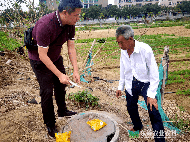 道滘：红火蚁防控技术与药物“齐下”农田