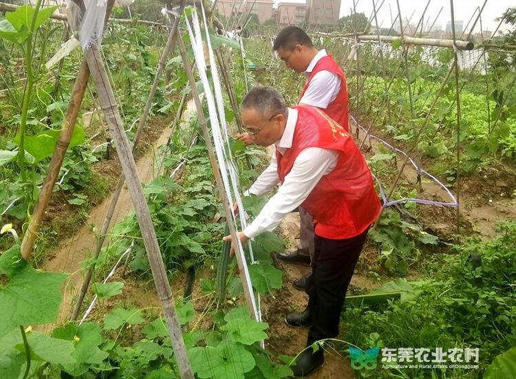 市农技“轻骑兵”助力灾后农业复产，精准开展技术指导