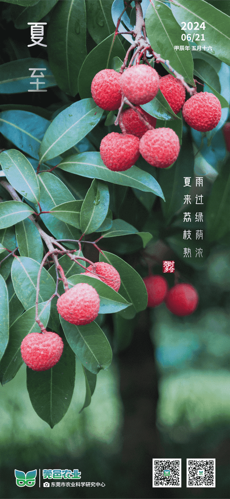 夏至：雨润绿荫浓，夏临荔枝熟