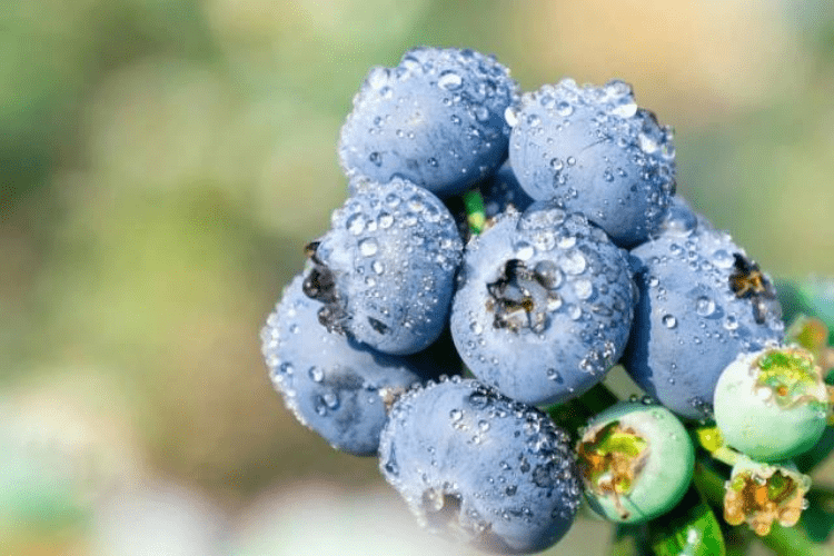 水乡蓝莓采摘季将至，你的味蕾准备好“开炫”了吗？