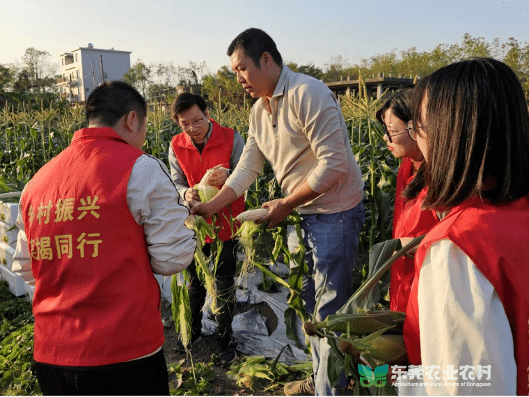 莞城勇担对口帮扶使命，助力乡村振兴成效显著