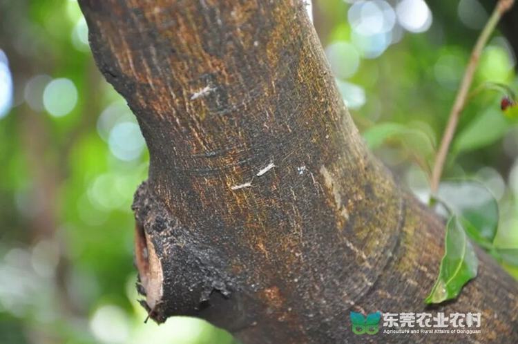 农信通提醒：当前需重点防控荔枝蒂蛀虫并做好病害预防