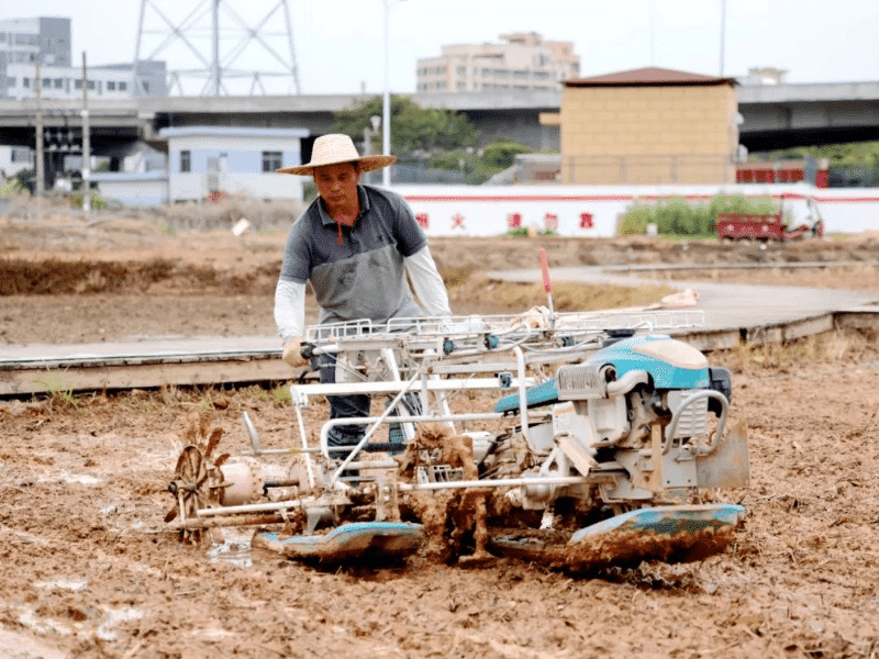 万象“耕”新绘新卷，凤岗稻田春日“丰”景启幕