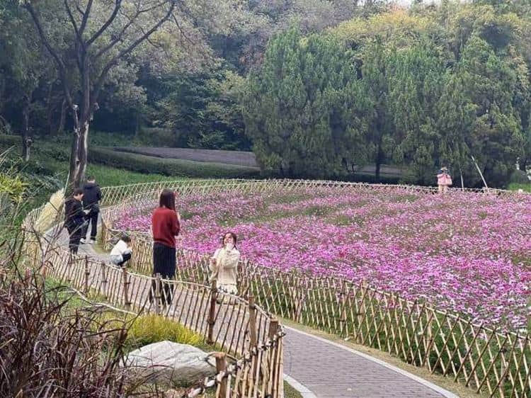 亲爱的“2亿分之一”：莞邑繁花待，盛情迎君归