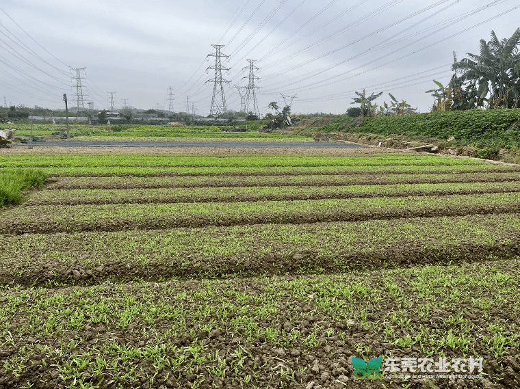 厚街农技中心助力春耕春种，为农添力