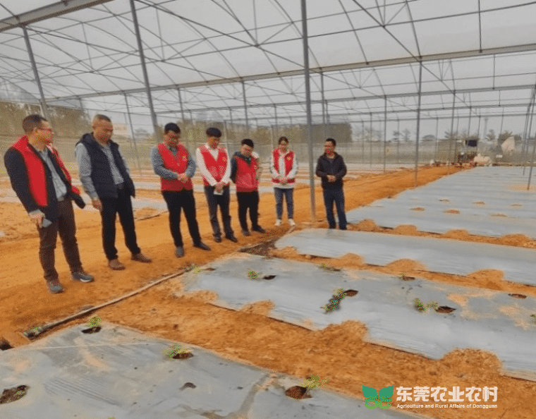 种瓜遇难题，“轻骑兵”田间精准问诊