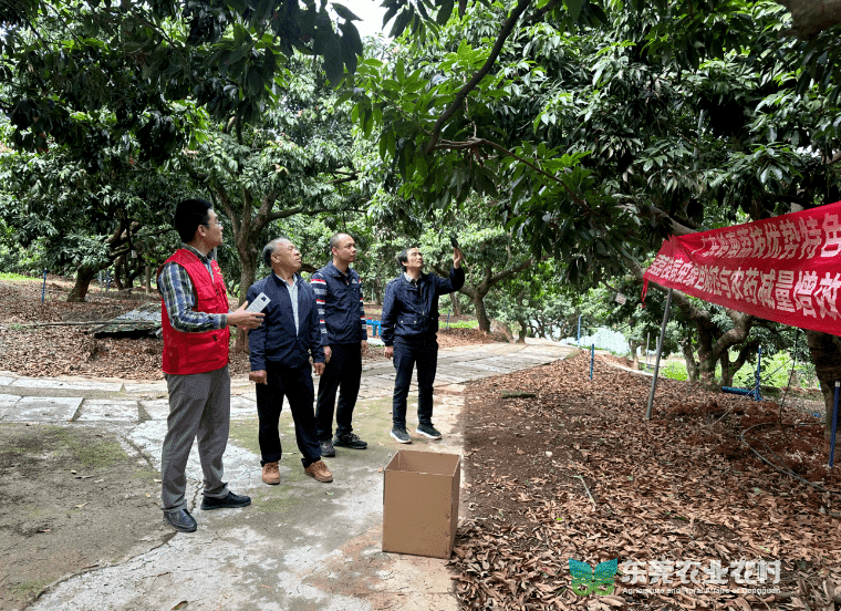 荔园“轻骑兵”派送“平腹小蜂”，为荔枝产业绿色发展添动力