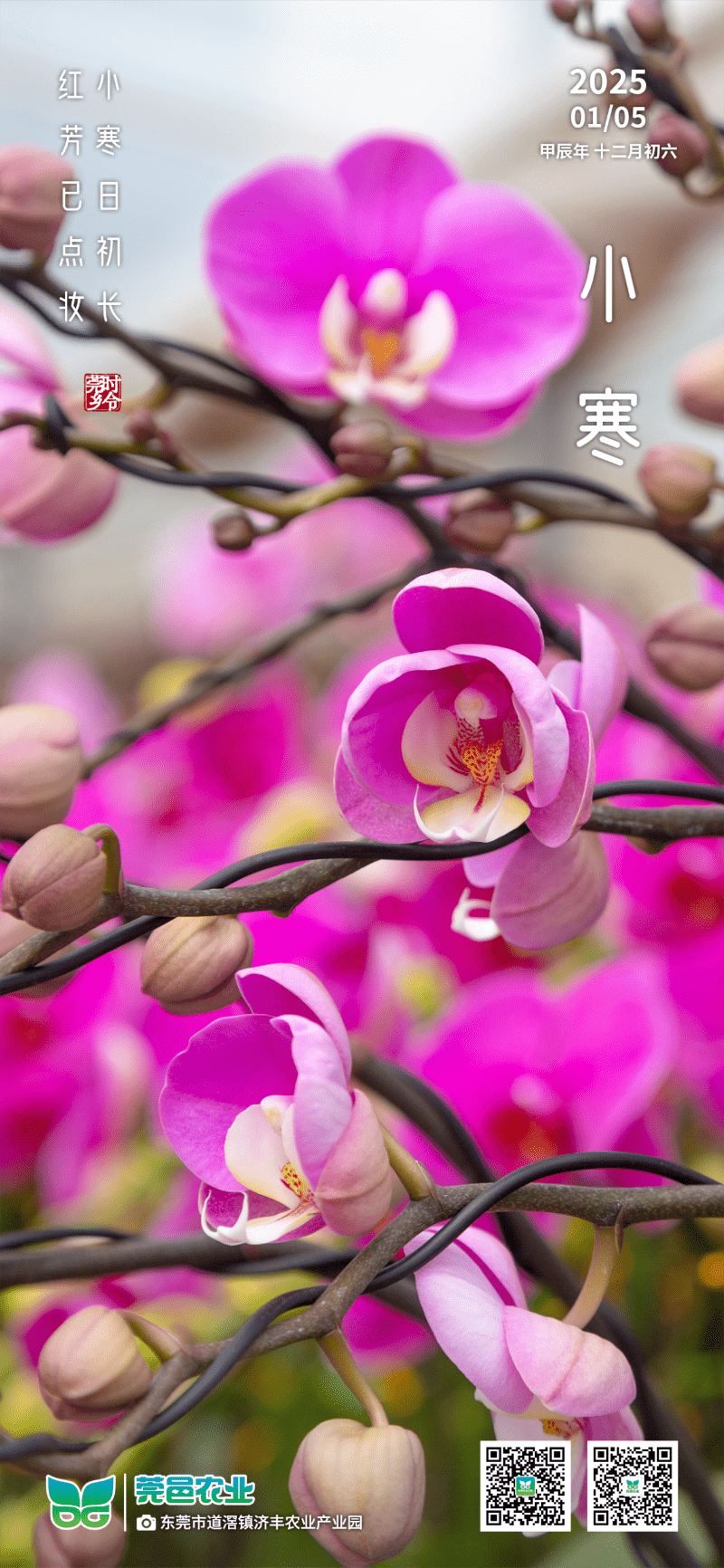 《小寒初长日，红芳始点妆》