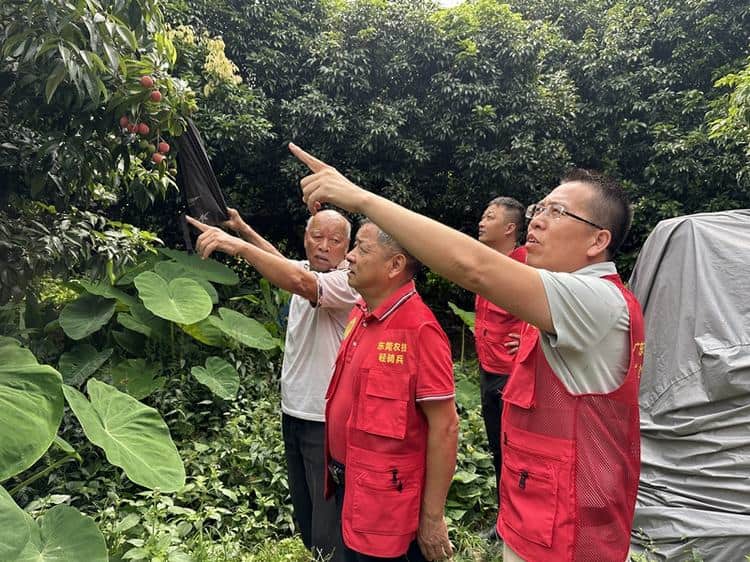 大岭山“轻骑兵”助力“岭荔”甜蜜奔赴市场
