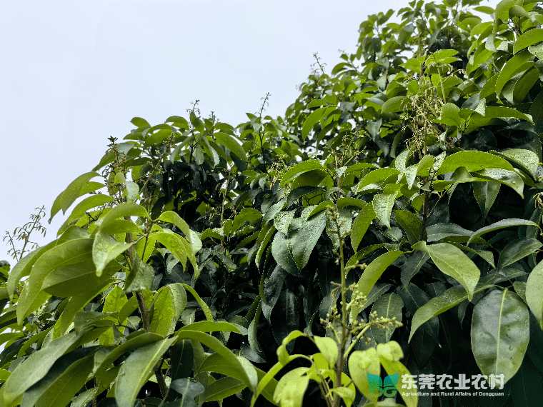 早春荔枝成花率堪忧，及时促花保丰收在望