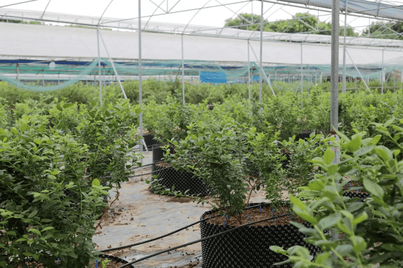 科技赋能！麻涌蓝莓种植基地实现精准浇灌