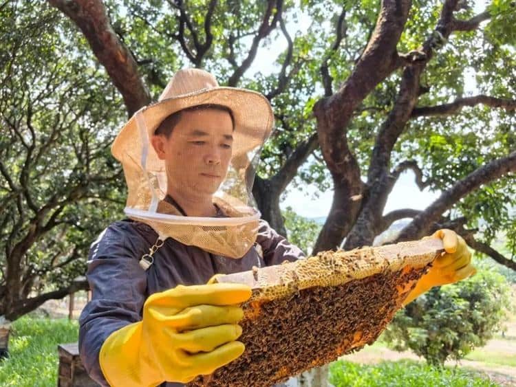 荔枝小年困境下，东莞农户借“林下经济”突围