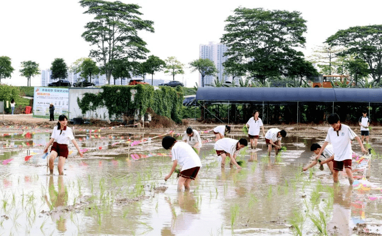 横沥学生沉浸式插秧，体验“粒粒皆辛苦”农耕乐趣