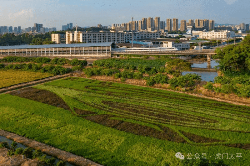 免费开放！虎门“藏”绝美稻田画，现已进入最佳观赏期