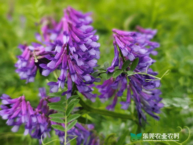 绿肥苕子扮靓田园，为良田“加餐”提升肥力