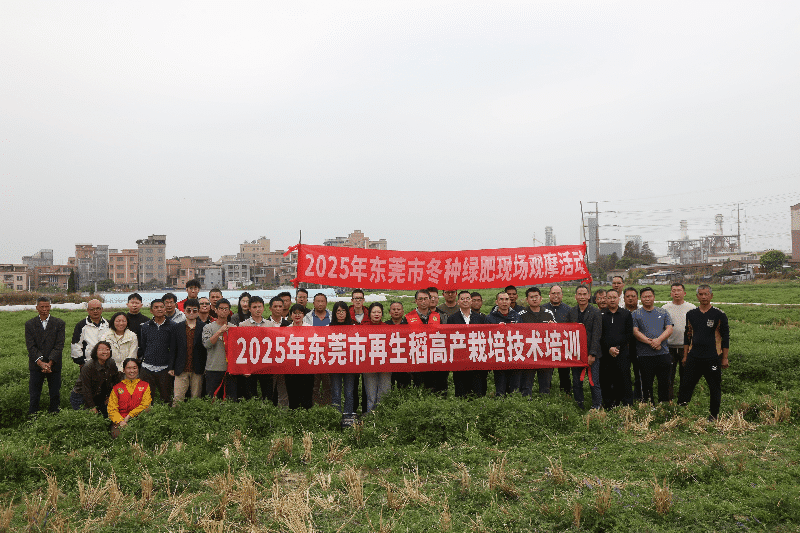 东莞市开展再生稻高产栽培技术培训与冬种绿肥现场观摩活动