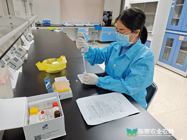 巾帼兽医：守护人兽健康的无畏卫士