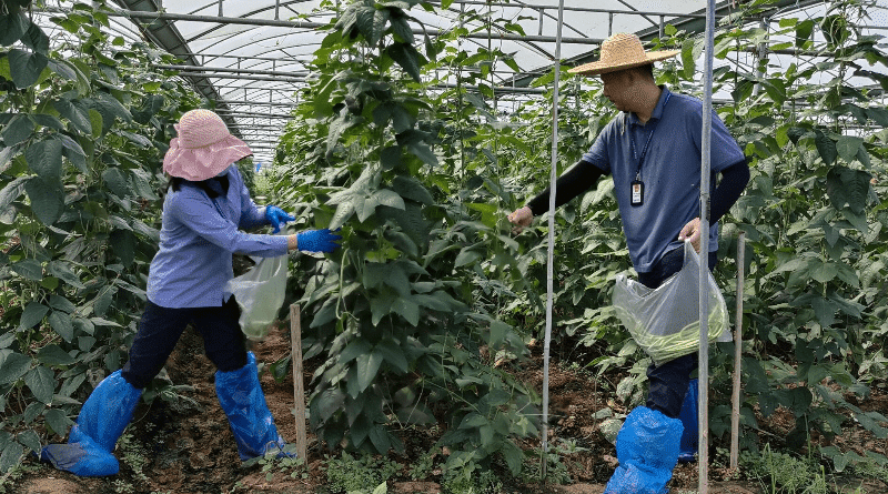 洪梅强力攻坚，扎实治理豇豆农残突出问题