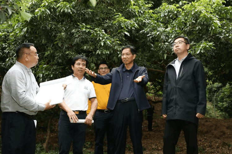 聚焦“百千万工程”：市农业农村局赴樟木头调研绿美乡村与荔枝生产工作