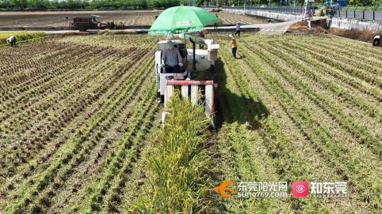 东莞“早稻高产冠军”花落谁家？这场比赛见分晓！