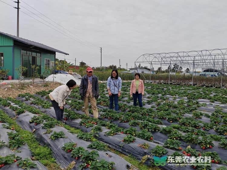 市农科中心携手华农，微生物菌剂绿色防控草莓番茄病害