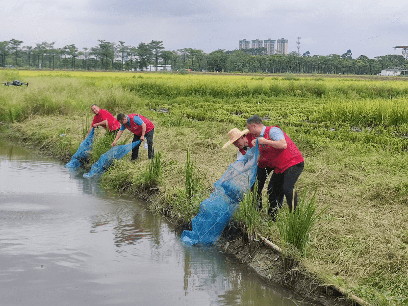 我市虾稻双获丰收，澳洲淡水龙虾产业发展态势喜人
