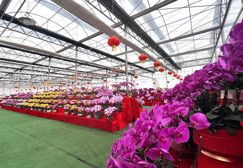 道滘蝴蝶兰展示中心启用，繁花似锦年味飘香