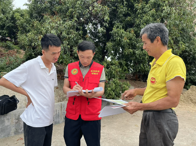 横沥镇为荔枝谢花坐果期提供农技指导服务