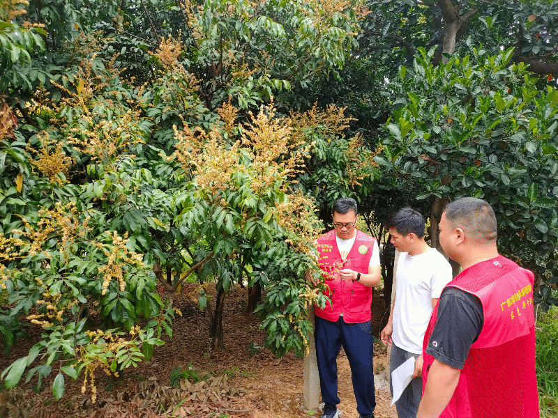 常平农业科技特派员（轻骑兵）：为荔园病虫害防控“保驾护航”