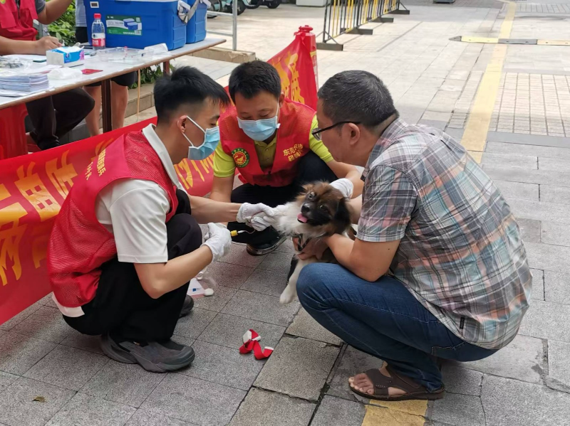 万江推进动物免疫评估，筑牢动物防疫坚固屏障