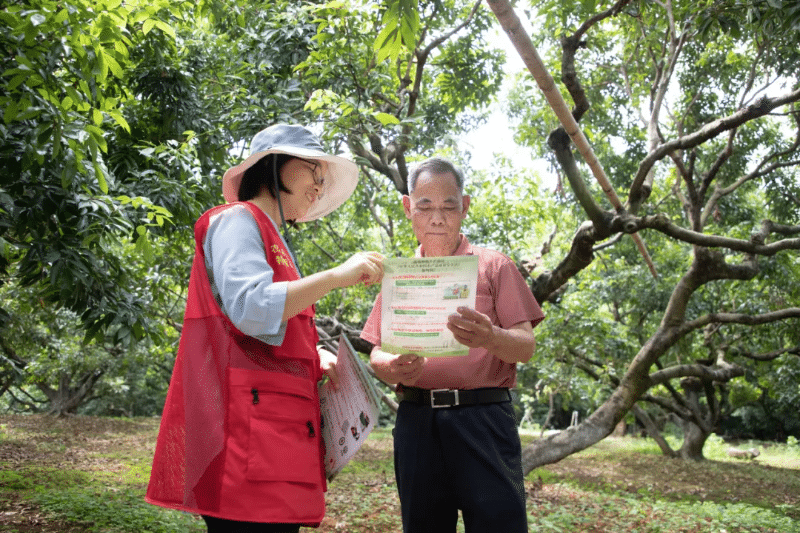 谢岗荔枝丰收可期！科学管护与绿色防控双管齐下助果农增收