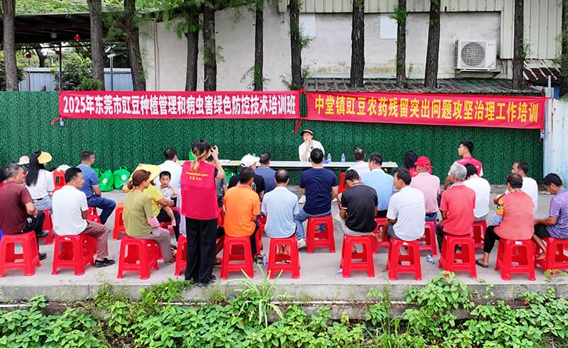 豇豆管护提新阶 防控培育绘丰景