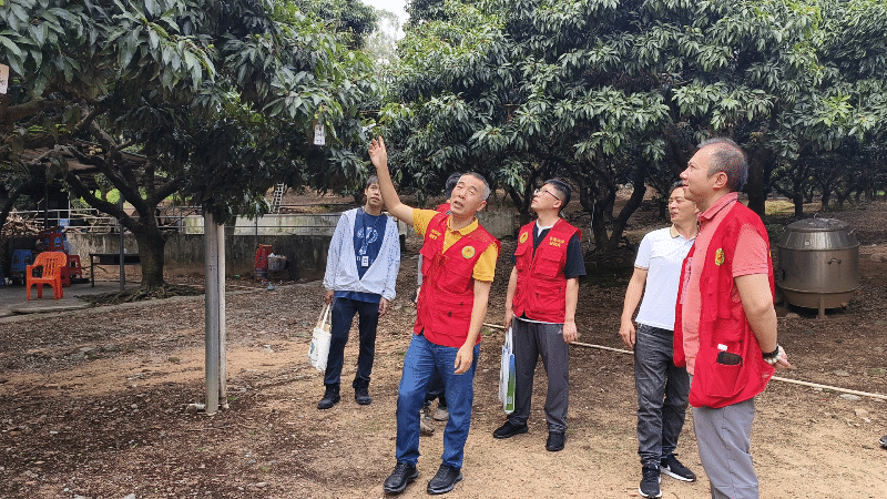 长安荔枝农残治理：开展攻坚联动服务