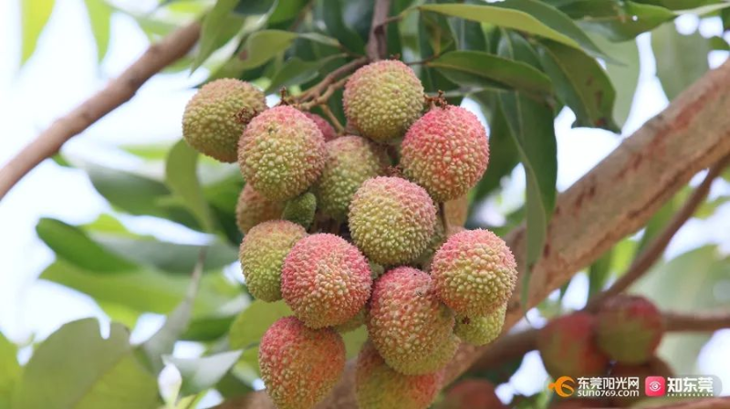 “荔荔”在目！莞荔“甜蜜攻势”席卷全国