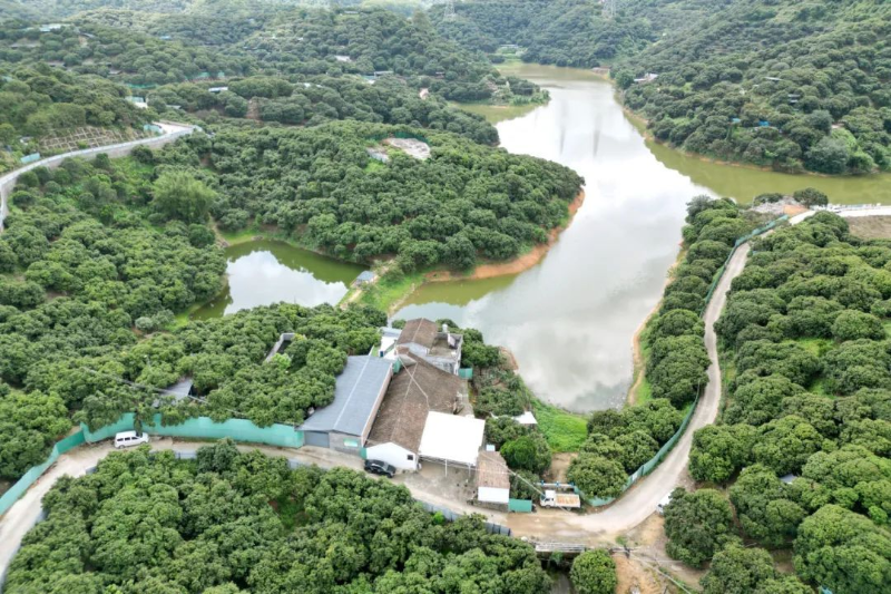 揭秘荔枝成长历程，领略大朗新农人匠心风采